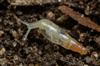 Cecilioides aciculaMULLSNÄCKA